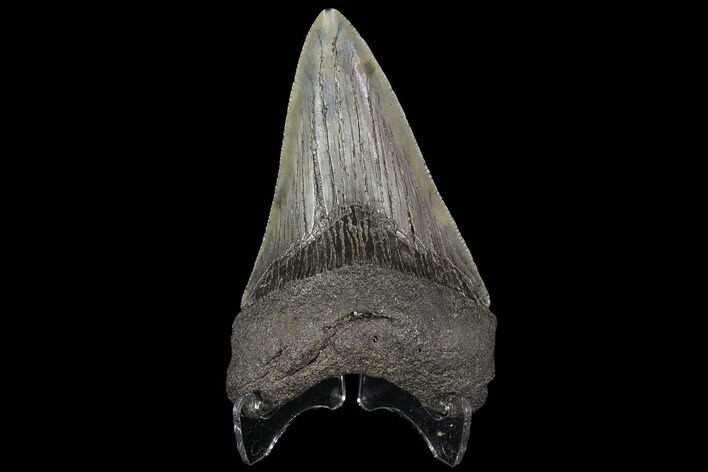 Fossil Megalodon Tooth - Georgia #109355